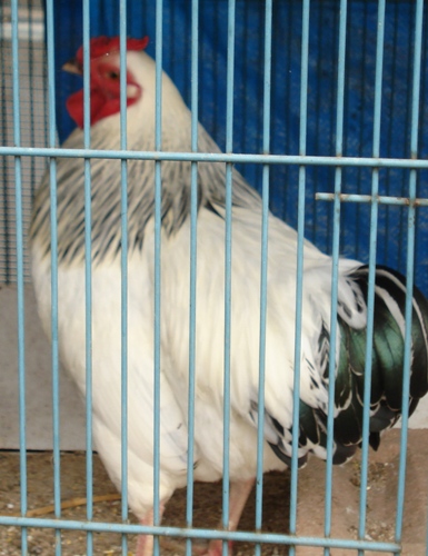 DSC01565.JPG