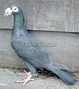 Pigeon2.jpg