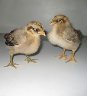 Buttercup chicks showing different leg colour.JPG