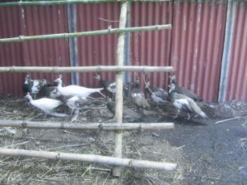 my pied baby's.jpg
