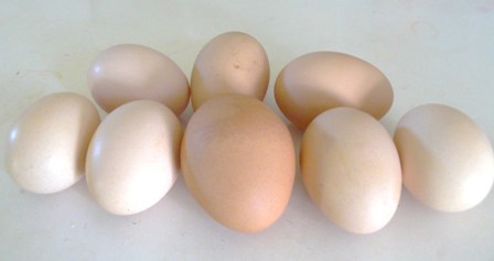 big egg1.jpg