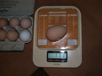 northam show 001.jpg