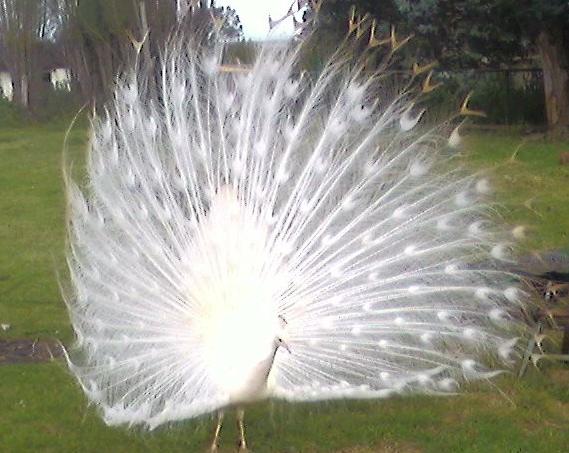 Photo0011.jpg