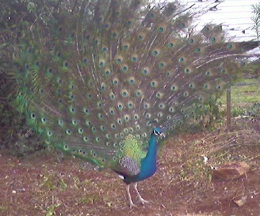Photo0008_000.jpg