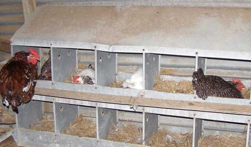 one-hen-per-nest.jpg