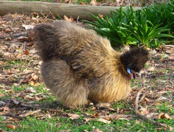 mini Emu 180608.jpg