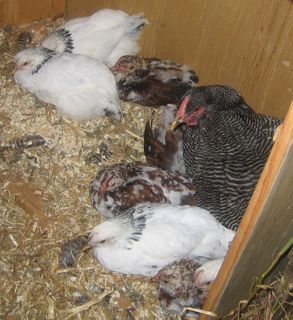 Phoebe+chicks.jpg