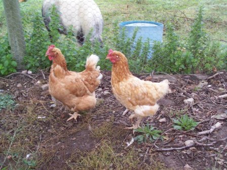 new chooks 018.JPG