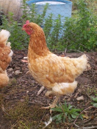 new chooks 022.JPG