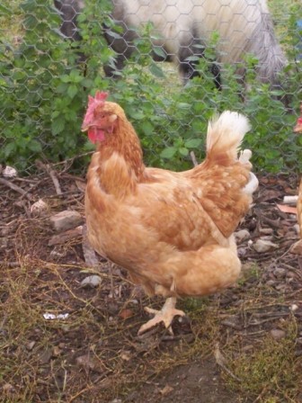 new chooks 020.JPG