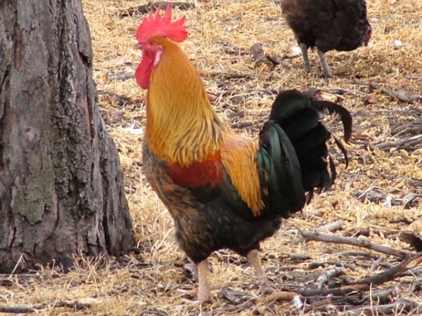 DSCF1688.jpg