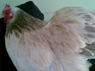chicka1.png