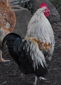 2010_0526NewRooster0038a.jpg