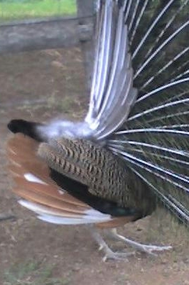 Peacockwhitefeath.JPG