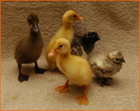 ducklings.jpg