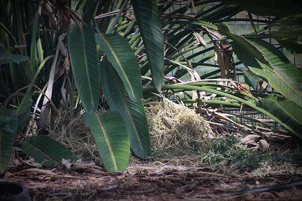 the nest in the garden..jpg