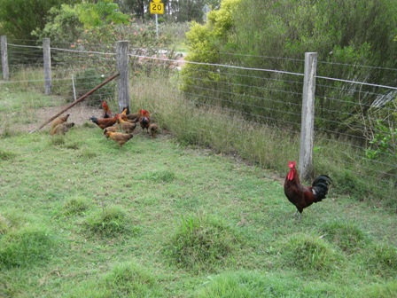 Dark cockerel with slate legs and early batch of youngsters.JPG
