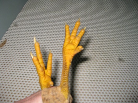 Young pullet leg and sole colour.JPG