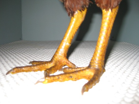 cockerel leg colour.JPG
