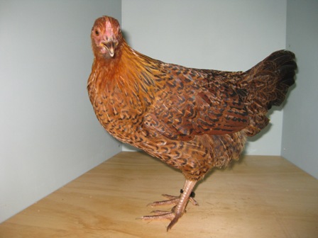 Young pullet flesh coloured legs.JPG