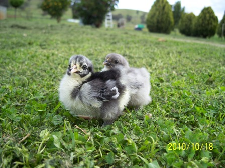 the new babys.JPG