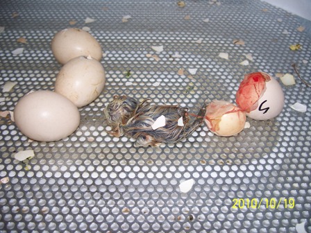 it just hatched.JPG