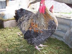 Crele ckl and pullet ckl Champ 2010 Nats (WinCE).JPG