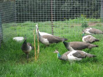 reduced peahens.jpg