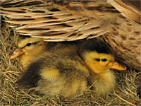 IMG_6903-ducklings.jpg