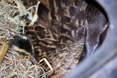 web-New-Duckilng--the-first.jpg