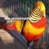 Banded Pied Red Golden Pheasant