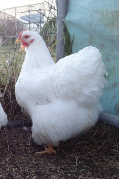 The Spotted Egg   Large Wyandotte   Pullet   White   1
