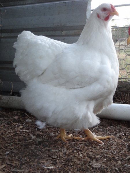 The Spotted Egg   Large Wyandotte   Pullet   White   2
