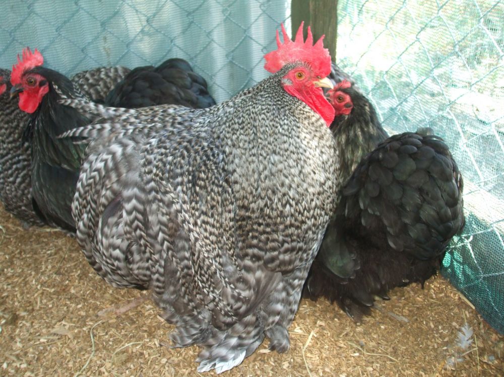 Augustus the cuckoo rooster