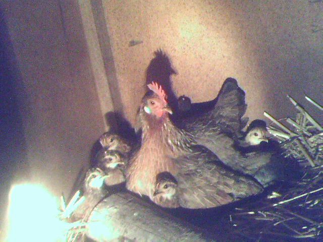 Brown Leghorn Bantam with 9 chicks