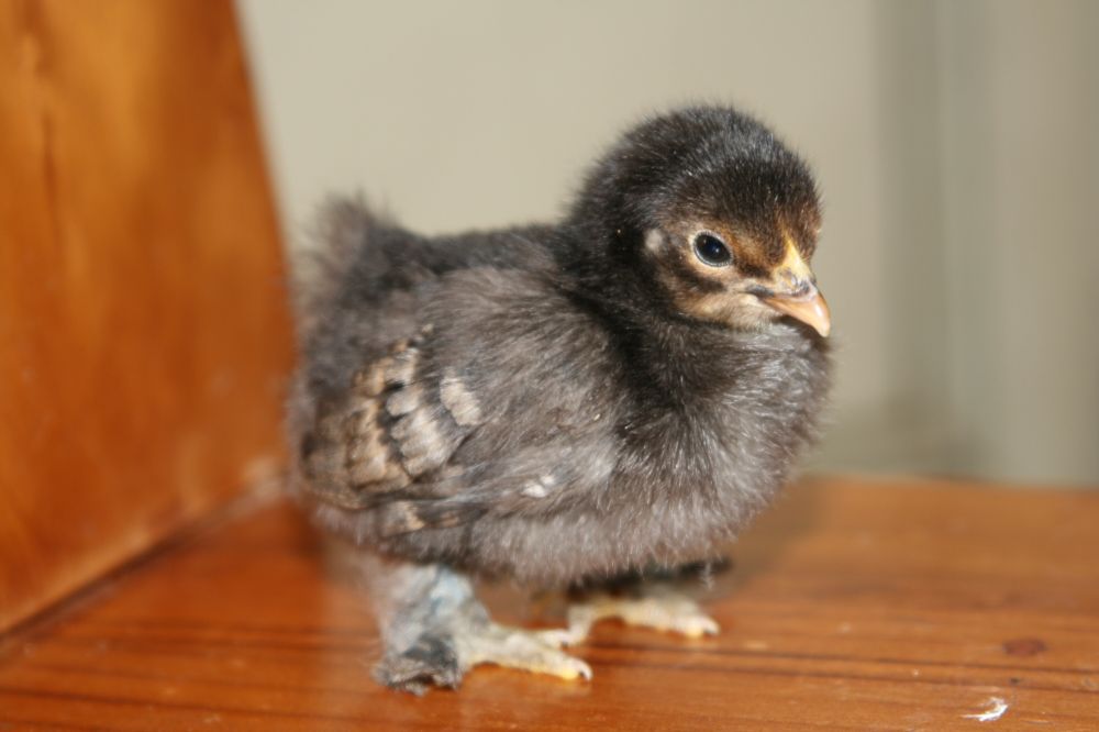 Brown red x buff chick 1 week old