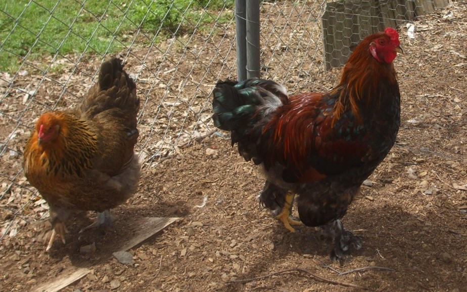 Bruce and brahma pullet 25 2