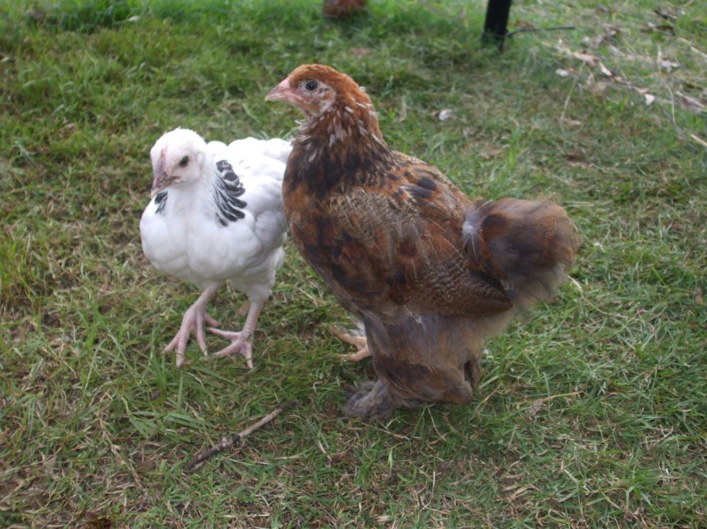 Bruce the brahma and sussex pullet