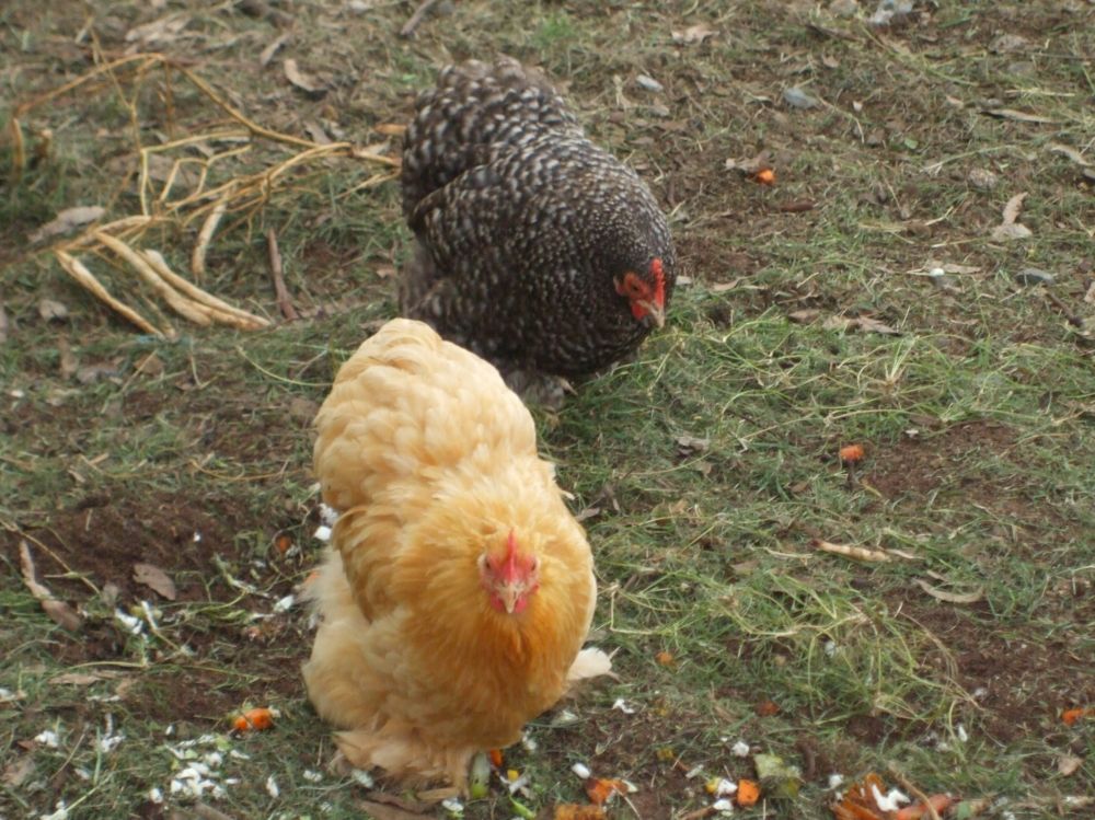 Buffy and one of the Veronica s - pekin hens