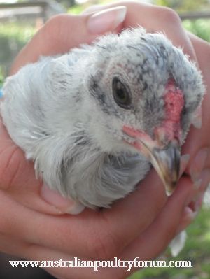 Chick 1 on the Outside