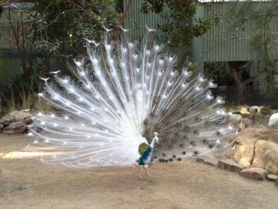 normal Indian Peacock - Pied 01