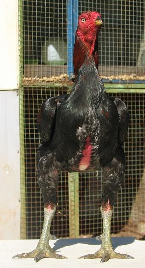 Black Red Cock front1