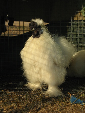 Large SILKIE - White Cock - The Spotted Egg (The Murphy Family) - Front (2)