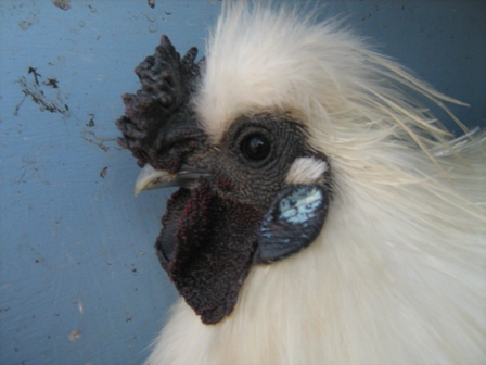 Large SILKIE - White Cock - The Spotted Egg (The Murphy Family) - Head