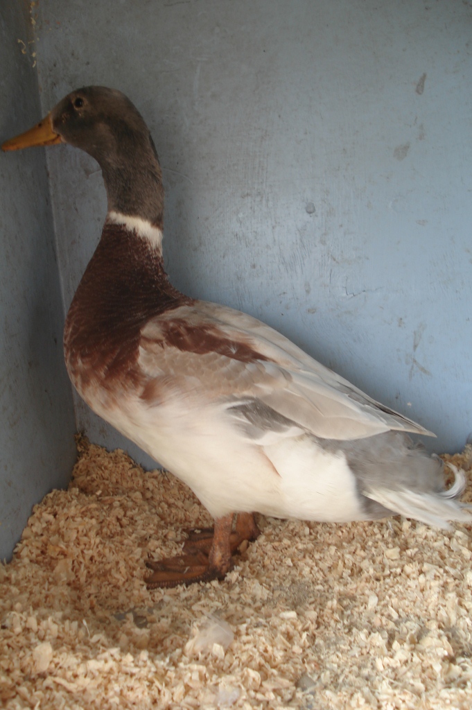 The Spotted Egg   Bantam Saxony   Young Drake   1