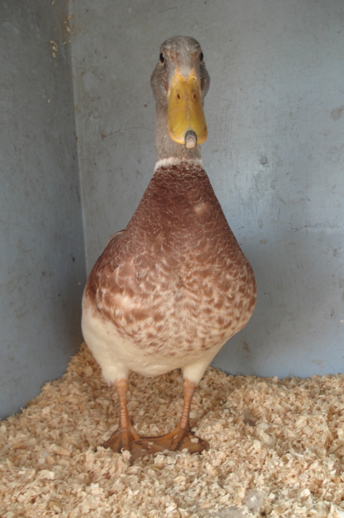 The Spotted Egg   Bantam Saxony   Young Drake   4