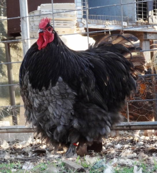 The Spotted Egg   Large Orpington   Cockerel   Blue   1