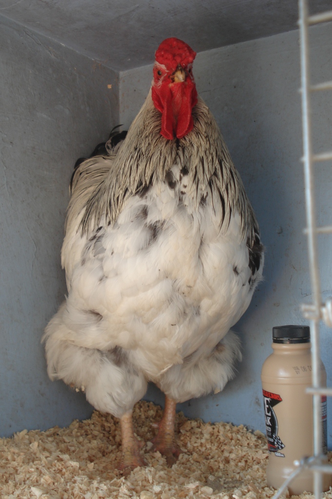 The Spotted Egg   Large Wyandotte   Cockerel   Columbian   4