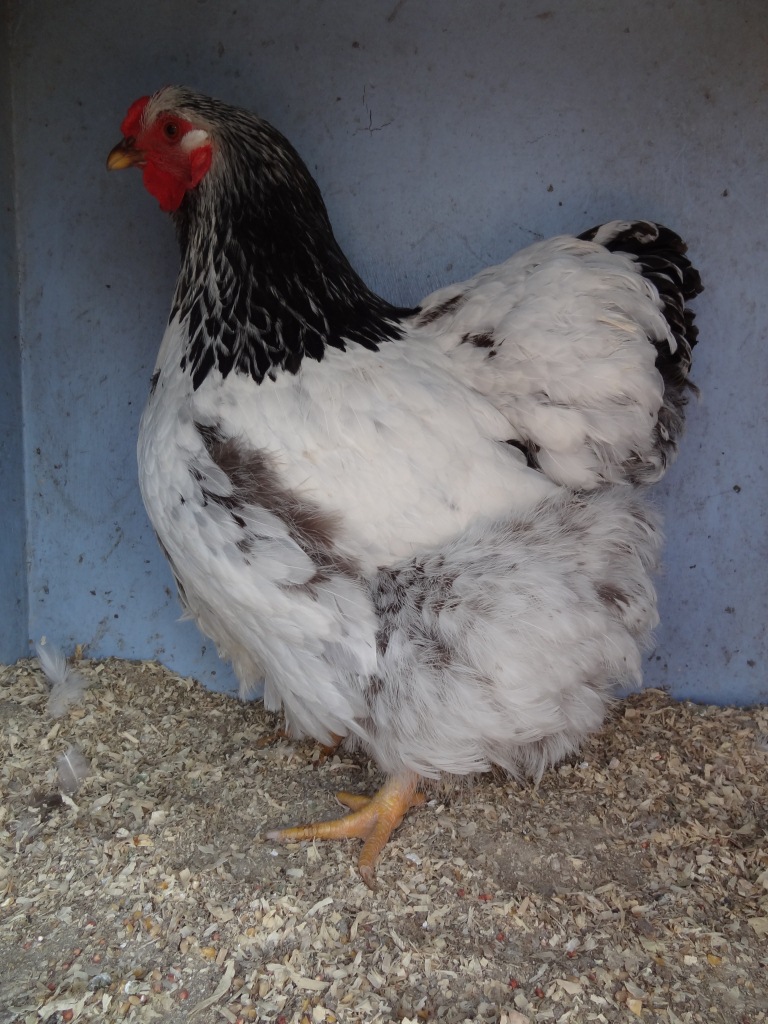 The Spotted Egg   Large Wyandotte   Pullet   Columbian   1