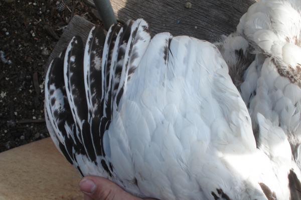 The Spotted Egg   Large Wyandotte   Pullet   Columbian   3